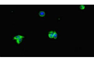 Immunofluorescent analysis of HepG2 cells using ABIN7169360 at dilution of 1:100 and Alexa Fluor 488-congugated AffiniPure Goat Anti-Rabbit IgG(H+L) (Albumin antibody  (AA 76-389))