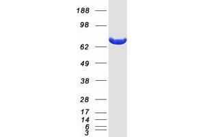 glycerophosphocholine phosphodiesterase GDE1 Homolog (GPCPD1) protein (Myc-DYKDDDDK Tag)