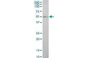 ELF1 monoclonal antibody (M01), clone 3B7 Western Blot analysis of ELF1 expression in 293 . (ELF1 antibody  (AA 421-520))