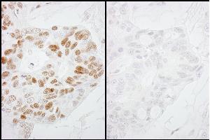 Immunohistochemistry (IHC) image for anti-RNA Polymerase II (pSer2) antibody (ABIN7448778) (RNA Polymerase II antibody  (pSer2))