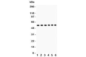 Western Blotting (WB) image for anti-CD8 (CD8) (AA 22-187) antibody (ABIN3030432)