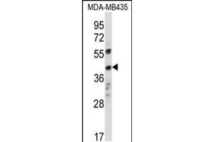 Western blot analysis in MDA-MB435 cell line lysates (35ug/lane). (OR8K1 antibody  (C-Term))