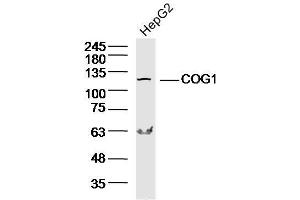 Lane 1: HepG2 lysates probed with COG1 Polyclonal Antibody, Unconjugated  at 1:300 overnight at 4˚C. (COG1 antibody  (AA 501-600))