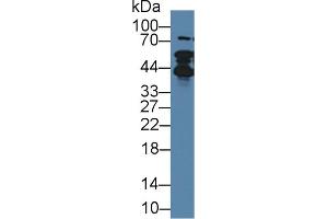 Western Blot; Sample: Human Lung lysate; Primary Ab: 1µg/ml Rabbit Anti-Human TMPO Antibody Second Ab: 0.