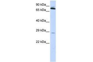 Image no. 1 for anti-Thiamin Pyrophosphokinase 1 (TPK1) (AA 36-85) antibody (ABIN6743830) (TPK1 antibody  (AA 36-85))