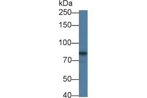 Detection of CDH5 in Bovine Kidney lysate using Polyclonal Antibody to Cadherin 5 (CDH5) (Cadherin 5 antibody  (AA 68-307))