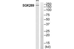 Western blot analysis of extracts from 3T3 cells, using SGK269 antibody.