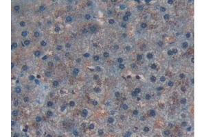 Immunohistochemistry (IHC) image for anti-Complement Decay-Accelerating Factor (CD55) (AA 35-285) antibody (ABIN7431821)