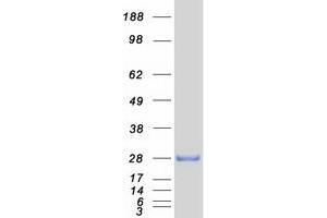 Validation with Western Blot (DRAP1 Protein (Myc-DYKDDDDK Tag))