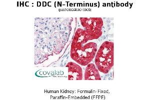 Image no. 1 for anti-Dopa Decarboxylase (Aromatic L-Amino Acid Decarboxylase) (DDC) (N-Term) antibody (ABIN1733558) (DDC antibody  (N-Term))