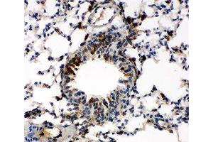 IHC-P: Caspase-6 antibody testing of mouse lung tissue (Caspase 6 antibody  (AA 7-27))