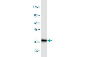 Western Blot detection against Immunogen (36. (ADAM2 antibody  (AA 376-475))