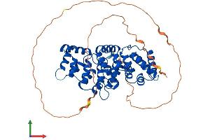 AlphaFold protein structure predicition of Mouse Recombinant Anxa7 Protein, UniprotID Q07076