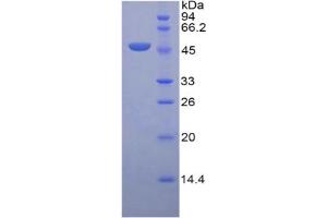 SDS-PAGE (SDS) image for Leucine-Rich alpha-2 Glycoprotein 1 (LRG1) ELISA Kit (ABIN6730983)