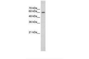 Image no. 1 for anti-Early B-Cell Factor 2 (EBF2) (AA 405-454) antibody (ABIN203294) (EBF2 antibody  (AA 405-454))