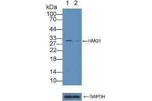 Western Blotting (WB) image for anti-High Mobility Group Box 1 (HMGB1) (AA 9-163) antibody (ABIN7442177)
