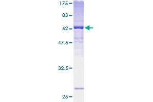 FBXO25 Protein (AA 1-367) (GST tag)