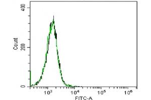 IL-6 antibody