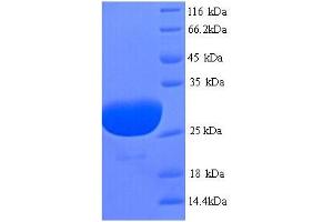 SDS-PAGE (SDS) image for Phospholamban (PLN) (AA 1-52), (full length) protein (GST tag) (ABIN5713740)