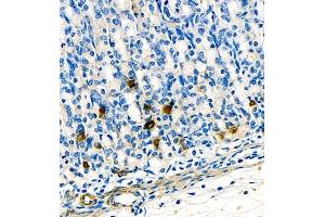 Ghrelin antibody