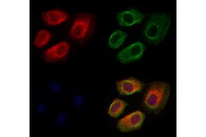 ABIN6264955 and ABIN6277302 staining Hela cells by IF/ICC.