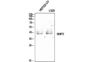 Western Blot analysis of HEPG2-UV (1), L929 (2), diluted at 1:1000. (BMP2 antibody  (C-Term))
