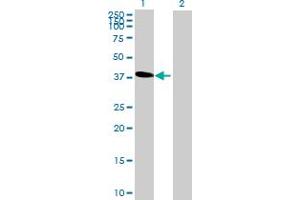 Western Blot analysis of C6orf81 expression in transfected 293T cell line by C6orf81 MaxPab polyclonal antibody. (C6orf81 antibody  (AA 1-367))