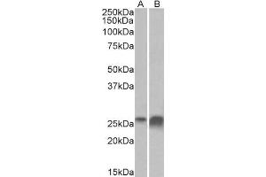ABIN1781849 (0. (Apolipoprotein D antibody  (AA 70-80))