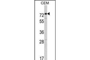 Western blot analysis of HR2 Antibody (C-term) (ABIN391175 and ABIN2841275) in CEM cell line lysates (35 μg/lane). (AMHR2 antibody  (C-Term))