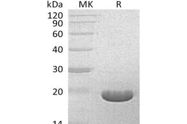 BFAR Protein