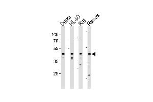 LILRA3 Antibody (C-term) (ABIN1881498 and ABIN2843368) western blot analysis in Daudi,HL-60,Raji and Ramos cell line lysates (35 μg/lane). (LILRA3 antibody  (C-Term))