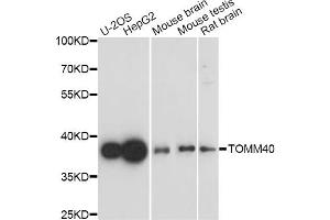 Western blot analysis of extracts of various cell lines, using TOMM40 antibody (ABIN5971653) at 1/1000 dilution. (TOMM40 antibody)