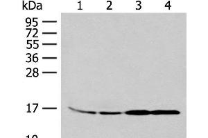 Western blot analysis of 293T and K562 cell Human between peritoneal stromal sarcoma tissue HEPG2 cell lysates using MYDGF Polyclonal Antibody at dilution of 1:250