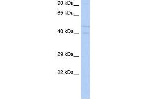 WB Suggested Anti-SGK3 Antibody Titration: 0.