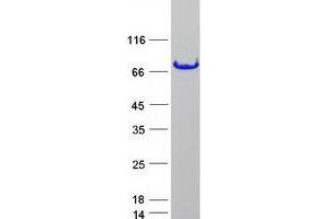 Validation with Western Blot (FUS Protein (Myc-DYKDDDDK Tag))