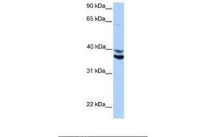 MDFIC antibody  (AA 188-237)