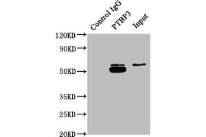 Immunoprecipitating PTBP3 in A549 whole cell lysate Lane 1: Rabbit control IgG instead of ABIN7140056 in A549 whole cell lysate. (PTBP3 antibody  (AA 37-55))