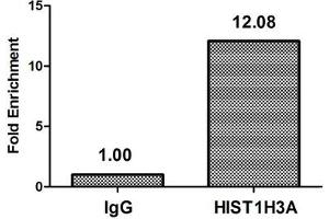 Chromatin Immunoprecipitation Hela (4*10 6 , treated with 100nM calyculin A for 60 min) were treated with Micrococcal Nuclease, sonicated, and immunoprecipitated with 5 μg anti-HIST1H3A (ABIN7139619) or a control normal rabbit IgG. (HIST1H3A antibody  (pSer28))