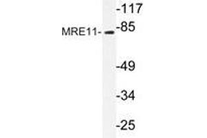 Western blot analysis of MRE11 antibody in extracts from Jurkat cells.