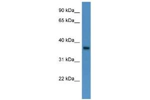 WB Suggested Anti-BSG Antibody Titration: 0. (CD147 antibody  (N-Term))