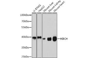 Western blot analysis of extracts of various cell lines, using HIBCH Rabbit pAb (ABIN7265331) at 1:3000 dilution. (HIBCH antibody  (AA 33-330))