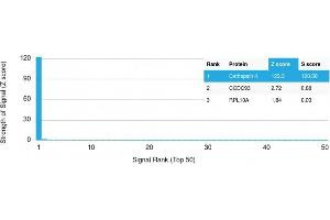 Analysis of Protein Array containing more than 19,000 full-length human proteins using Cathepsin K Mouse Monoclonal Antibody (CTSK/2791) Z- and S- Score: The Z-score represents the strength of a signal that a monoclonal antibody (MAb) (in combination with a fluorescently-tagged anti-IgG secondary antibody) produces when binding to a particular protein on the HuProtTM array. (Cathepsin K antibody  (AA 163-274))