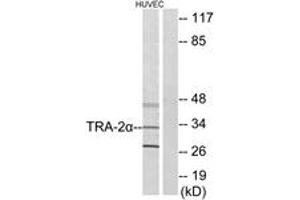 Western blot analysis of extracts from HuvEc cells, using TRA-2 alpha Antibody. (TRA2A antibody  (AA 221-270))