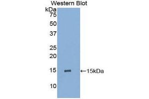 Western Blotting (WB) image for anti-Interleukin 15 (IL15) (AA 48-162) antibody (ABIN3209518)