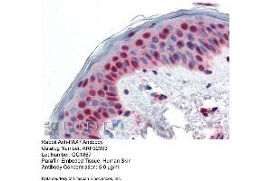 Immunohistochemistry with Human Skin lysate tissue at an antibody concentration of 5. (PAX7 antibody  (N-Term))