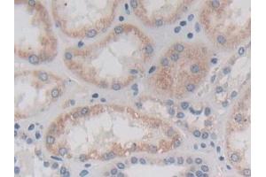 Detection of CTRB1 in Human Kidney Tissue using Polyclonal Antibody to Chymotrypsinogen B1 (CTRB1) (CTRB1 antibody  (AA 34-261))