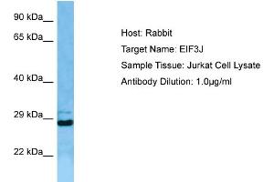 Host: RabbitTarget Name: EIF3JAntibody Dilution: 1. (EIF3S1 antibody  (N-Term))