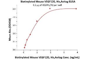 Immobilized VEGFR1/R2 at 2 μg/mL (100 μL/well) can bind Biotinylated Mouse VEGF120, His,Avitag (ABIN5674612,ABIN6809988) with a linear range of 0. (VEGFA Protein (AA 27-146) (His tag,AVI tag,Biotin))