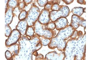 Formalin-fixed, paraffin-embedded human Placenta stained with VISTA Monospecific Mouse Monoclonal Antibody (VISTA/3007). (VISTA antibody)