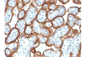 Formalin-fixed, paraffin-embedded human Placenta stained with VISTA Monospecific Mouse Monoclonal Antibody (VISTA/3007).